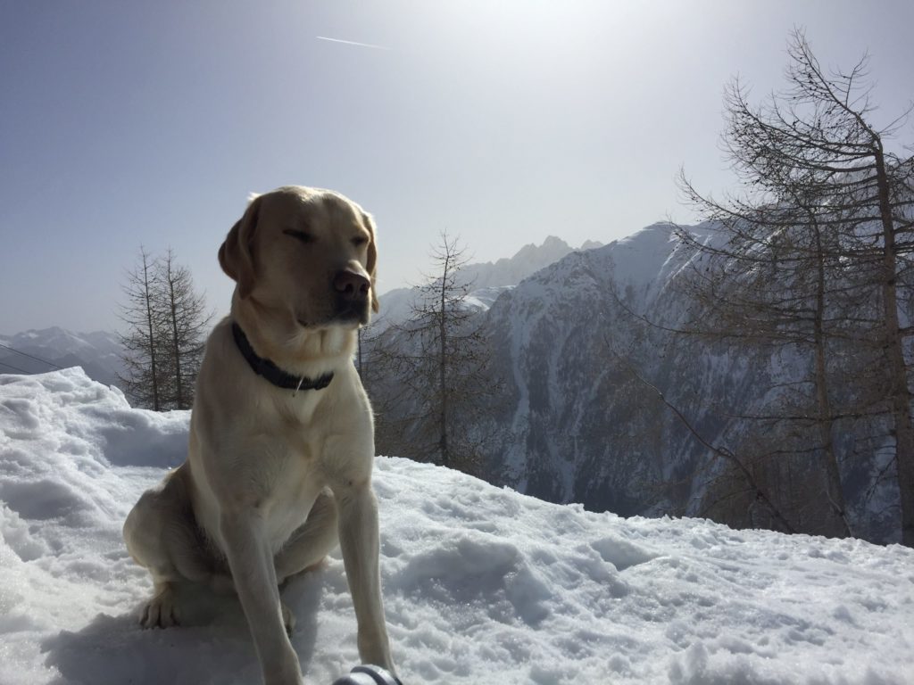 blues-winter-heilienblut-hund-urlaub-scaled-e1640540689510[1]
