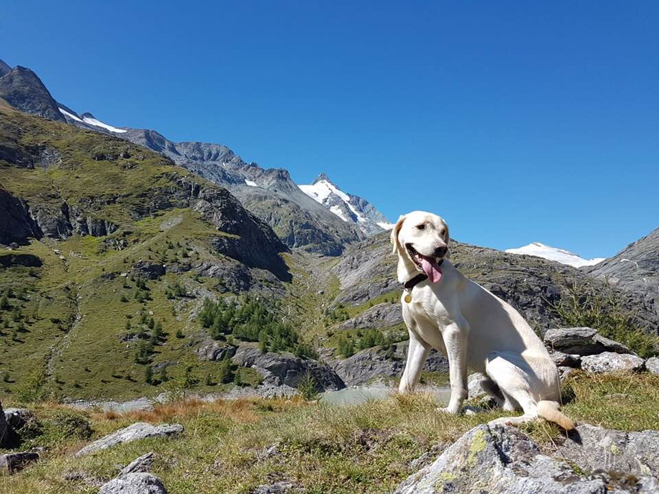 nationalparklodge-grossglockner-urlaub-mit-hund-endloser-freilauf-bergkulisse-heiligenblut[1]